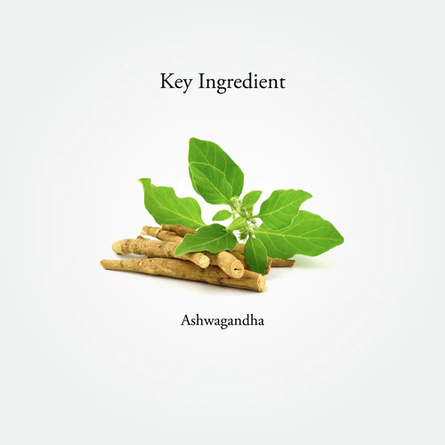 ASHWAGANDHA | 60 Capsules - Image 6